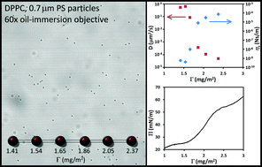 Graphical abstract: Micro and macrorheology at fluid–fluid interfaces