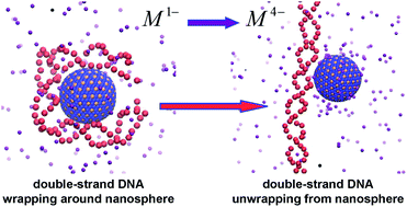 Graphical abstract: Wrapping/unwrapping transition of double-stranded DNA in DNA–nanosphere complexes induced by multivalent anions