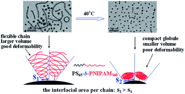 Graphical abstract: Effect of local chain deformability on the temperature-induced morphological transitions of polystyrene-b-poly(N-isopropylacrylamide) micelles in aqueous solution