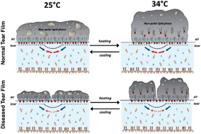 Graphical abstract: Surface relaxations as a tool to distinguish the dynamic interfacial properties of films formed by normal and diseased meibomian lipids