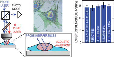 Graphical abstract: Universality of the network-dynamics of the cell nucleus at high frequencies