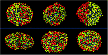 Graphical abstract: Phase segregation in bio-inspired multi-component vesicles encompassing double tail phospholipid species