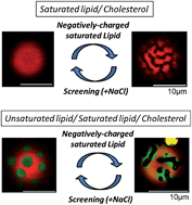 Graphical abstract: Charge-induced phase separation in lipid membranes