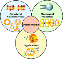 Graphical abstract: Structural and mechanical characteristics of polymersomes