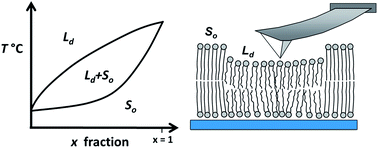 Graphical abstract: Phase transitions in supported lipid bilayers studied by AFM