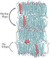 Graphical abstract: Fast cholesterol flip-flop and lack of swelling in skin lipid multilayers