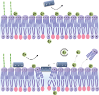 Graphical abstract: Electrostatic modification of the lipopolysaccharide layer: competing effects of divalent cations and polycationic or polyanionic molecules