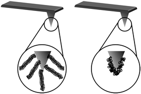 Graphical abstract: Collapsing and reswelling kinetics of thermoresponsive polymers on surfaces: a matter of confinement and constraints