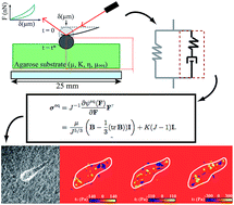 Graphical abstract: 3D Viscoelastic traction force microscopy