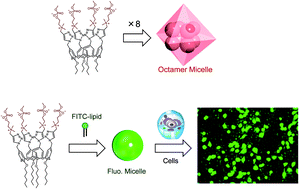 Graphical abstract: Micelles consisting of choline phosphate-bearing Calix[4]arene lipids