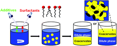 Graphical abstract: Development of surfactant coacervation in aqueous solution