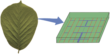 Graphical abstract: Efficient network-matrix architecture for general flow transport inspired by natural pinnate leaves