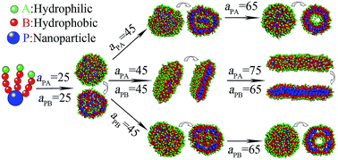 Graphical abstract: Controlling the localization of nanoparticles in assemblies of amphiphilic diblock copolymers