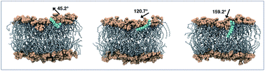 Graphical abstract: Amphiphilic interactions of ionic liquids with lipid biomembranes: a molecular simulation study