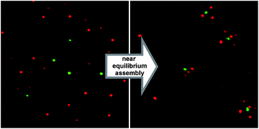 Graphical abstract: Programmable co-assembly of oppositely charged microgels