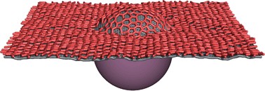 Graphical abstract: Membrane indentation triggers clathrin lattice reorganization and fluidization