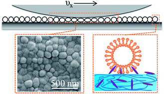 Graphical abstract: Liposomes tethered to a biopolymer film through the hydrophobic effect create a highly effective lubricating surface