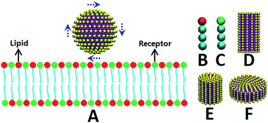 Graphical abstract: Molecular modeling of membrane responses to the adsorption of rotating nanoparticles: promoted cell uptake and mechanical membrane rupture