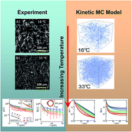 Graphical abstract: The spatial-temporal characteristics of type I collagen-based extracellular matrix