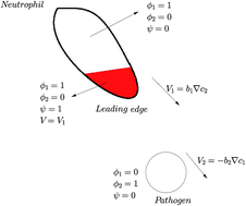 Graphical abstract: The chaser and the chased: a phase-field model of an immune response