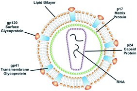 Graphical abstract: Lipid directed assembly of the HIV capsid protein