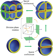 Graphical abstract: Controlling mechanisms in directional growth of aggregated archaeal cells