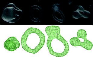 Graphical abstract: Shape transformations of toroidal vesicles