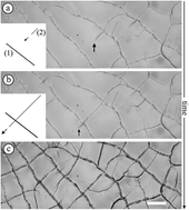 Graphical abstract: Surface patterns in drying films of silica colloidal dispersions