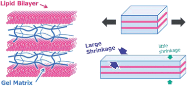 Graphical abstract: Quasi-unidirectional shrinkage of gels with well-oriented lipid bilayers upon uniaxial stretching