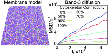Graphical abstract: Modeling of band-3 protein diffusion in the normal and defective red blood cell membrane