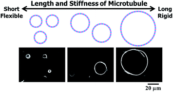 Graphical abstract: Effect of length and rigidity of microtubules on the size of ring-shaped assemblies obtained through active self-organization
