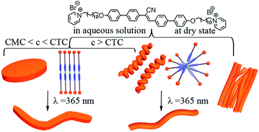 Graphical abstract: Concentration-dependent and light-responsive self-assembly of bolaamphiphiles bearing α-cyanostilbene based photochromophore