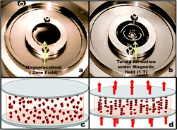 Graphical abstract: Near-field magnetostatics and Néel–Brownian interactions mediated magneto-rheological characteristics of highly stable nano-ferrocolloids