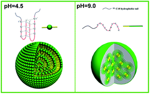 Graphical abstract: Self-assembly and nanoaggregation of a pH responsive DNA hybrid amphiphile