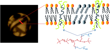 Graphical abstract: Hybrid copolymer–phospholipid vesicles: phase separation resembling mixed phospholipid lamellae, but with mechanical stability and control