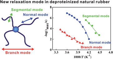 Graphical abstract: New evidence disclosed for networking in natural rubber by dielectric relaxation spectroscopy