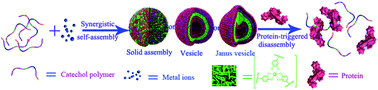 Graphical abstract: Protein-responsive assemblies from catechol–metal ion supramolecular coordination