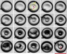 Graphical abstract: Sphere to ring morphological transformation in drying nanofluid droplets in a contact-free environment