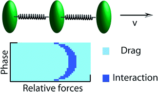 Graphical abstract: Forces and shapes as determinants of micro-swimming: effect on synchronisation and the utilisation of drag