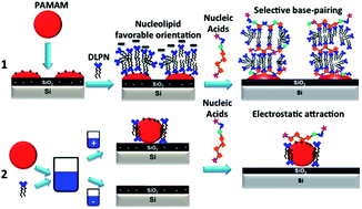 Graphical abstract: On the formation of dendrimer/nucleolipids surface films for directed self-assembly