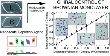Graphical abstract: Controlling enantiomeric populations in fluctuating Brownian monolayers of chiral colloids