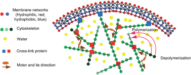 Graphical abstract: Analyses of the cell mechanical damage during microinjection