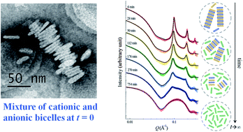 Graphical abstract: A time-resolved study on the interaction of oppositely charged bicelles – implications on the charged lipid exchange kinetics