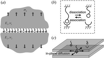 Graphical abstract: Aggregation dynamics of molecular bonds between compliant materials