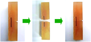 Graphical abstract: Application of alkoxyamine in self-healing of epoxy