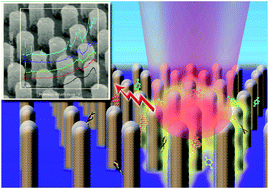 Graphical abstract: Quantitative analysis of multiplex-components and double stranded DNA by wide-range surface-enhanced Raman spectroscopy based on ordered Ag/Si nanowire arrays