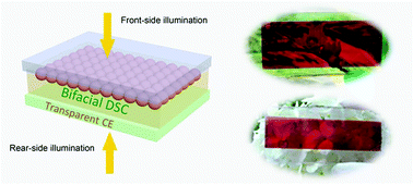 Graphical abstract: Pt-free transparent counter electrodes for cost-effective bifacial dye-sensitized solar cells