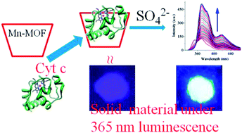 Graphical abstract: A cytochrome C encapsulated metal organic framework as a bio-material for sulfate ion recognition