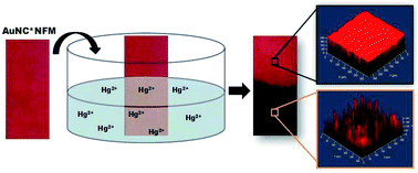 Graphical abstract: Flexible and highly stable electrospun nanofibrous membrane incorporating gold nanoclusters as an efficient probe for visual colorimetric detection of Hg(ii)