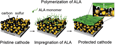 Graphical abstract: Polysulfide rejection layer from alpha-lipoic acid for high performance lithium–sulfur battery